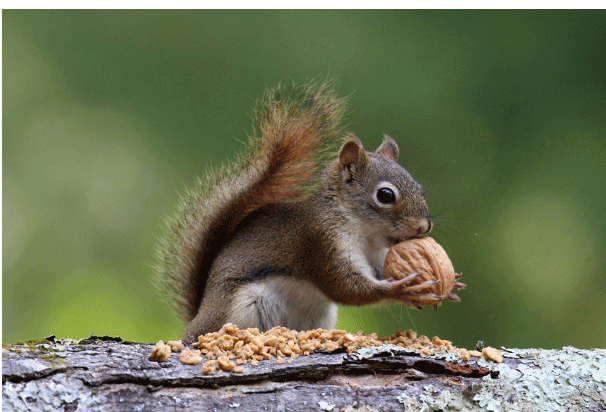 A squirrel with his food as an energy source