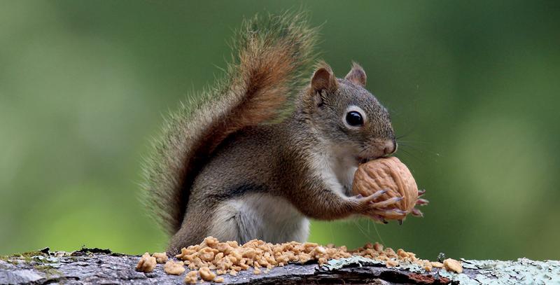 A squirrel holding a nut